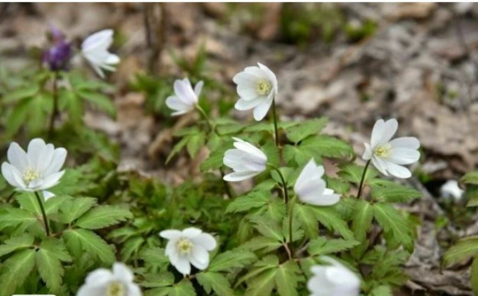 Какая погода ожидает туймазинцев в апреле?